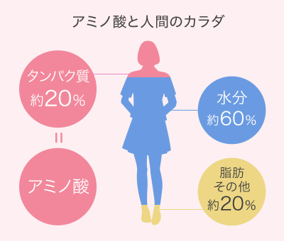 アミノ酸と人間のカラダ